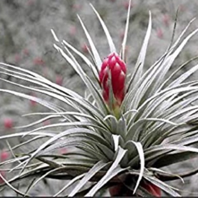 Cây không khí Tillandsia houston