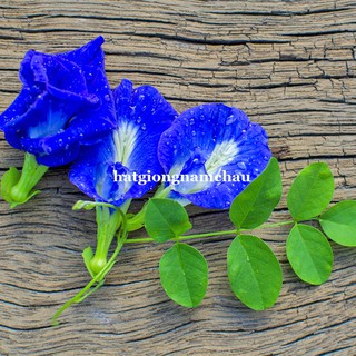 2 gram - hạt giống hoa đậu biếc