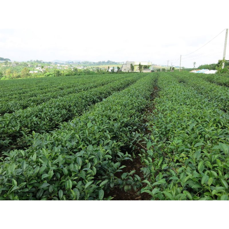 Trà Oolong 250g Di Linh Lâm Đồng