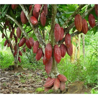 Cây cacao giống cho trái sớm
