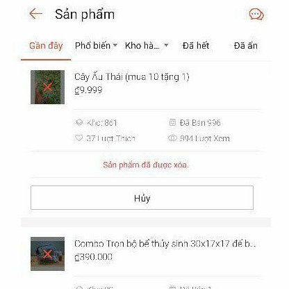 cây ấu thái thủy sinh - bán cạn dễ trồng như sen - trang trí bể cá ấu thái top view