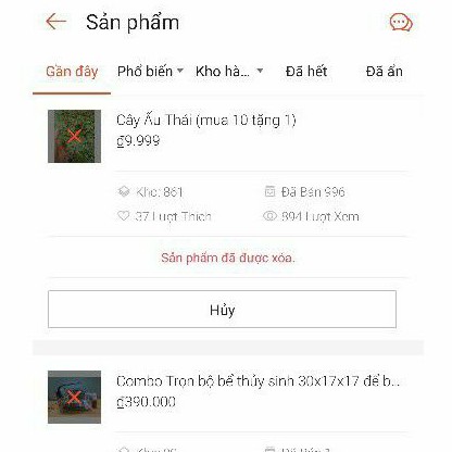 [Mã PET50K giảm Giảm 10% - Tối đa 50K đơn từ 250K] cây ấu thái thủy sinh - dễ trồng - trang trí bể cá ấu thái