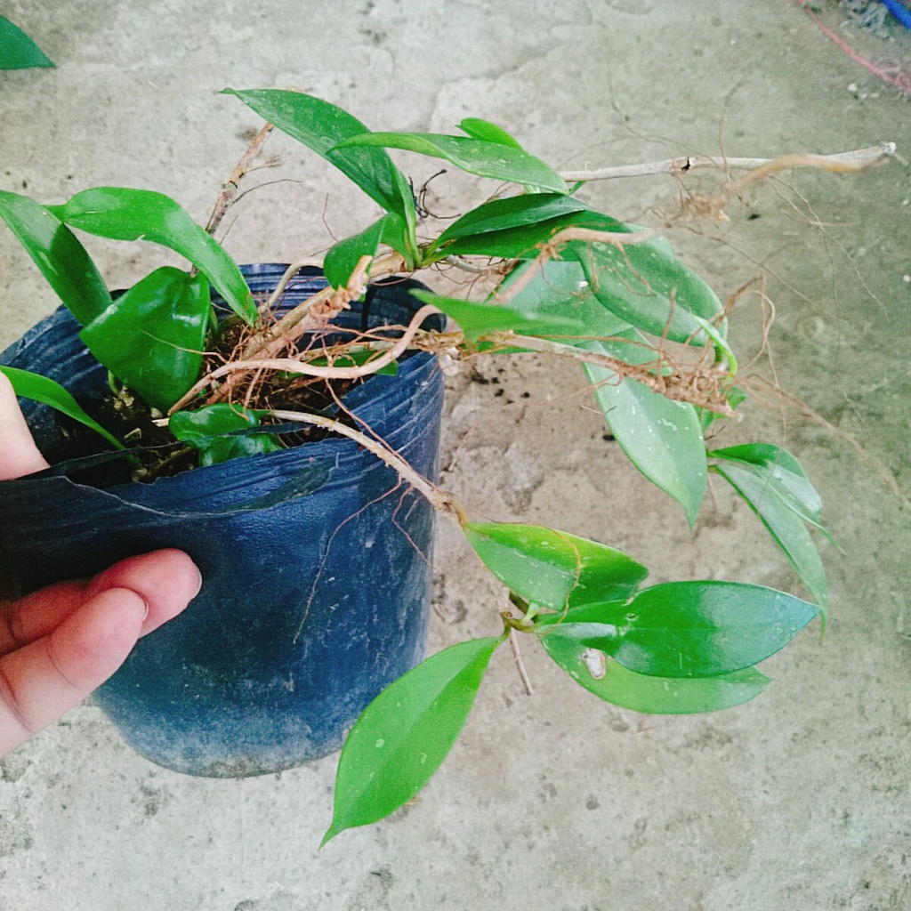 Lan Cẩm Cù - cây cảnh trong nhà