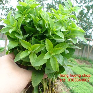 Hạt giống cỏ ngọt