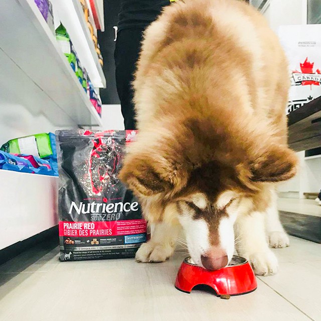 Thức Ăn Hạt Cho Chó Husky Nutrience Subzero Bao 500g - Thức Ăn Cho Chó, Gồm Có 6 Loại Thịt Cá, Rau Củ, Trái Cây