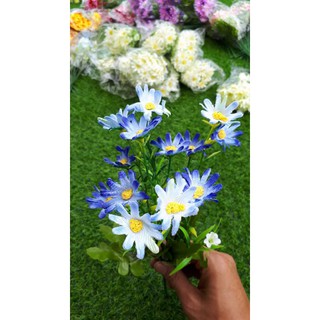 Cúc họa mi nhí