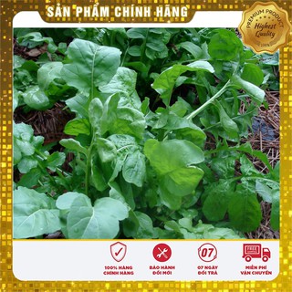 Hạt giống rau cải rocket cao sản