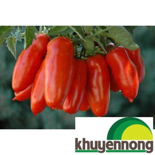 30 Hạt giống cà chua chuối