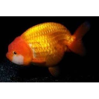 Đầu Bếp Aquascape Chuyên Dụng Chất Lượng Cao