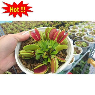 Hạt giống cây bắt côn trùng (cây bẫy kẹp) (15 hạt)