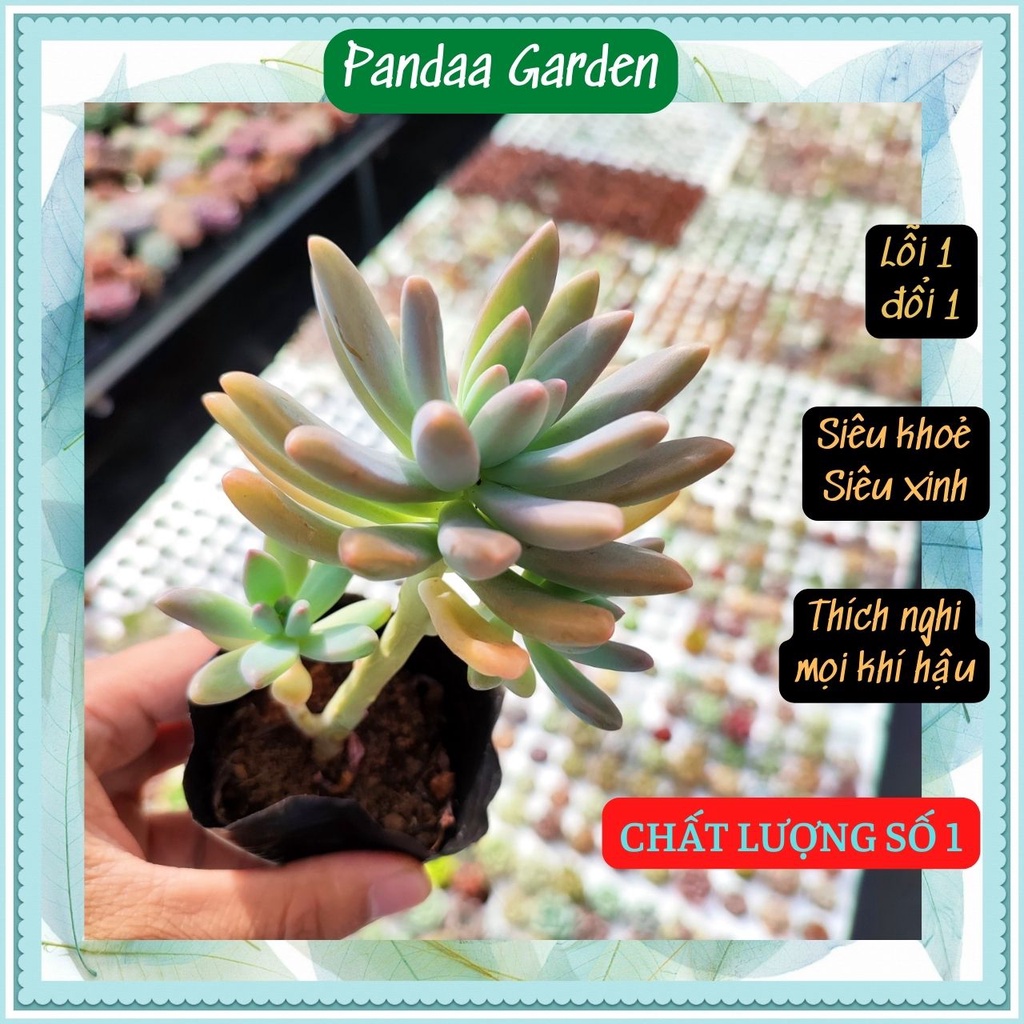 Sen đá pha lê size bé 5-7cm, xuất xứ Đà Lạt khoẻ đẹp, thích nghi mọi khí hậu, lỗi 1 đổi 1