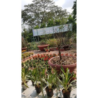 Cây Giữ Tiền
