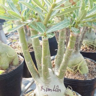 Sứ Thái ghép nhiều màu