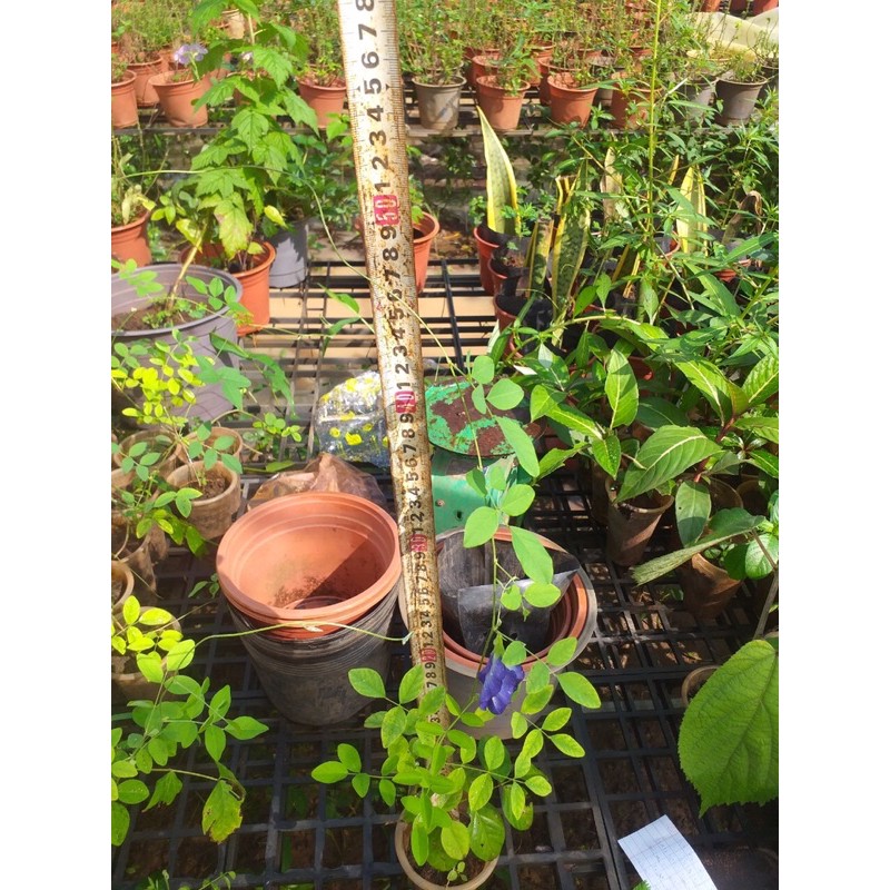 Hạt giống hoa đậu biếc kép
