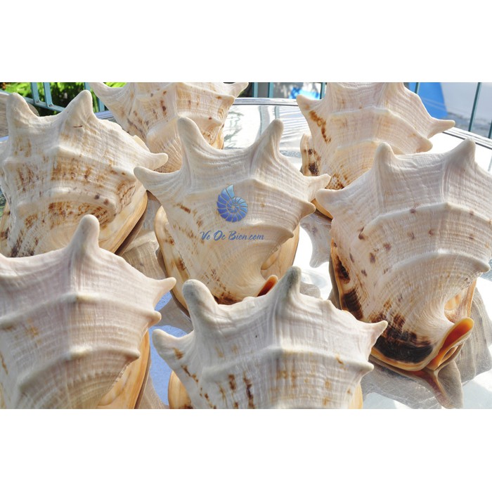 Vỏ ốc biển kim khôi vàng