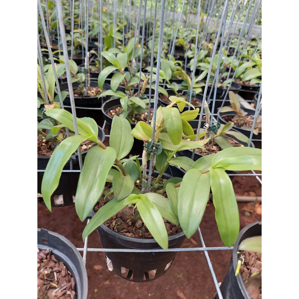 Lan phi điệp HỒNG PHIẾN NGUYỆT cây gieo hạt khỏe mạnh mầm gốc trên 2 HPN