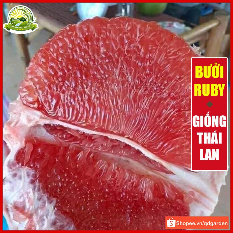 Cây bưởi Ruby ruột đỏ giống Thái Lan tép giòn không hạt, thơm và ngọt, cây con giống F1 khỏe mạnh không sâu bệnh - QD47
