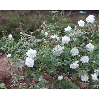 cây hoa Hồng bạch xếp( cây trưởng thành)