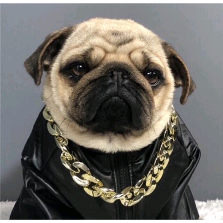 Vòng cổ dây xích phong cách Rich Kid siêu ngầu - Vòng cổ cho chó mèo