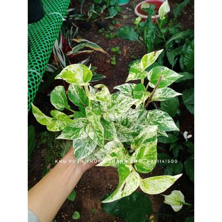 Cây Trầu bà Sữa, cây trầu bà cẩm thach , Epipremnum marble queen (chậu đen)