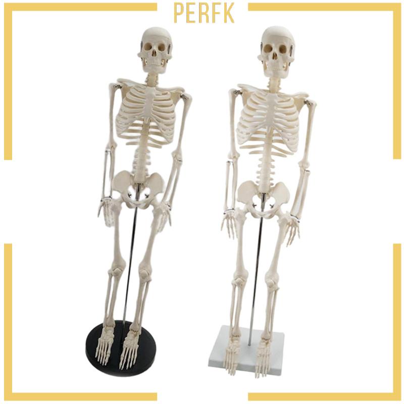 Mô Hình Bộ Xương 85cm Dùng Dạy Học