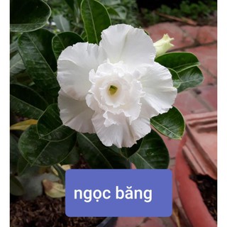 Cây hoa sứ thái cánh kép " ngọc băng- trắng " - bảo hành mặt hoa kép y ảnh cây hoa sứ thái cánh kép " ngọc băng- trắng "