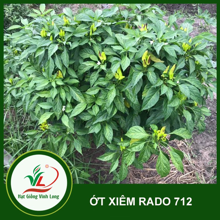 Hạt giống ớt xiêm RD 712 - 0,1g