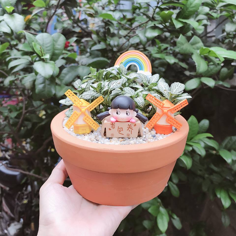 SET TIỂU CẢNH SIÊU ĐẸP BAO GỒM SEN ĐÁ+ XƯƠNG RỒNG+ ĐẤT+CHẬU+ĐÁ RẢI MẶT+ PHỤ KIỆN