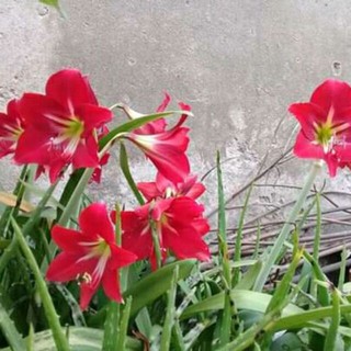 Củ lan huệ màu đỏ siêu xinh combo 5 củ giống hoa huệ