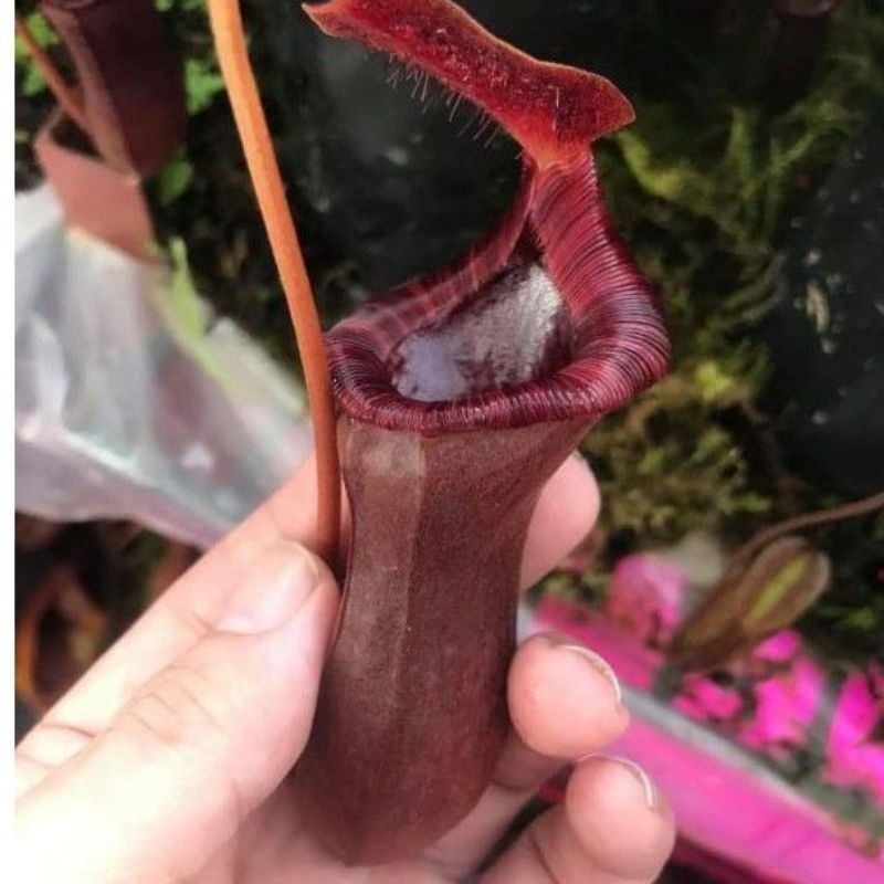 Cây nắp ấm Nx Lowii x Ventricosa