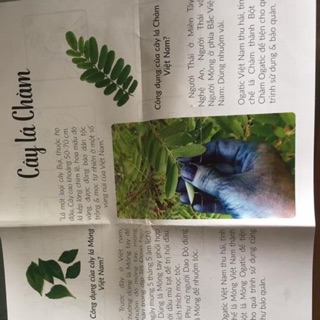 bột nhuộm tóc bằng lá móng, lá chàm