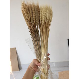 10 CÀNH LÚA MẠCH KHÔ TRANG TRÍ