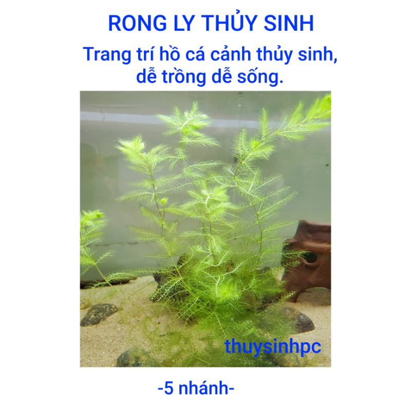 5 nhánh rong ly thủy sinh trang trí hồ cá cảnh