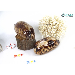 Vỏ ốc heo xia trang trí phong cách biển HOS-28