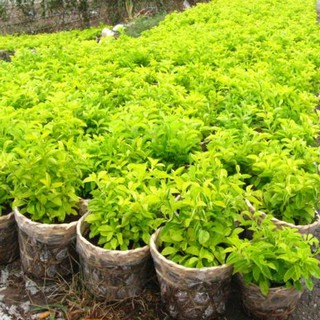 20 Cây Chuỗi Ngọc