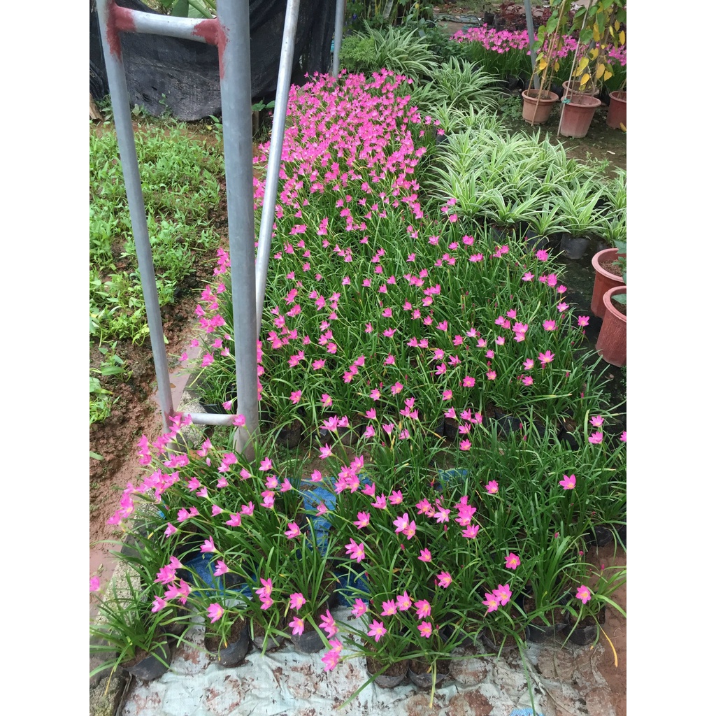 Cây tóc tiên,huệ mưa bầu nhỏ sẵn hoa trồng trang trí cảnh quan sân vườn@