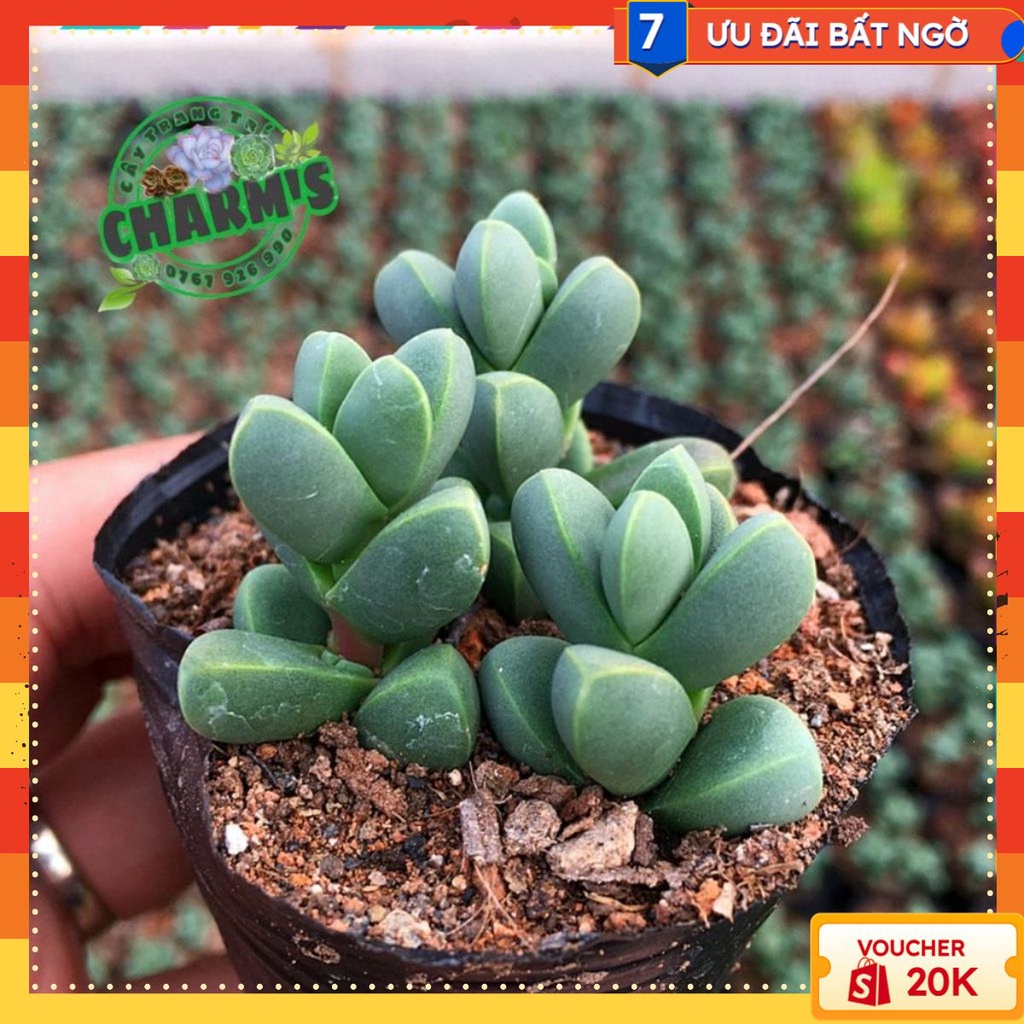 - SEN ĐÁ LÁ TIM SIZE MINI ( DỄ TRỒNG, ĐÃ THUẦN KHÍ HẬU)