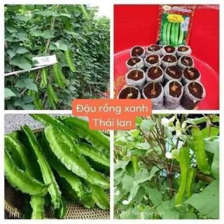 Đậu Rồng  tím Thái Lan