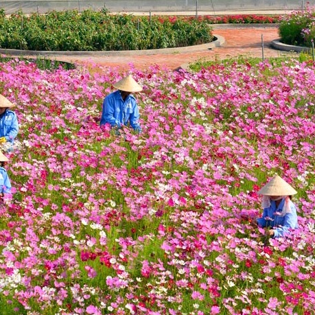 [1kg] Hạt Giống Hoa Sao Nhái Mix Đủ Màu