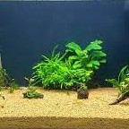 Cát, Sỏi Nắng Vàng 3 Kích Cỡ Hạt- Túi 500gr