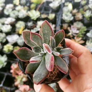 Sen đá Nhung Viền Đỏ