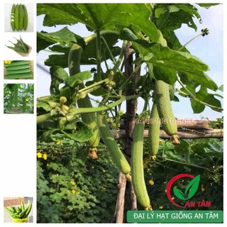 Hạt giống mướp hương Thái 10 hạt