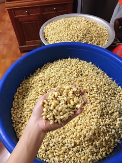 Mầm Đậu Nành (Tự làm)