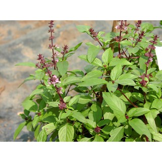 HẠT GIỐNG HÚNG QUẾ 2GR
