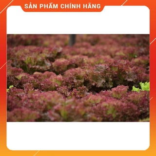 Hạt giống xà lách tím