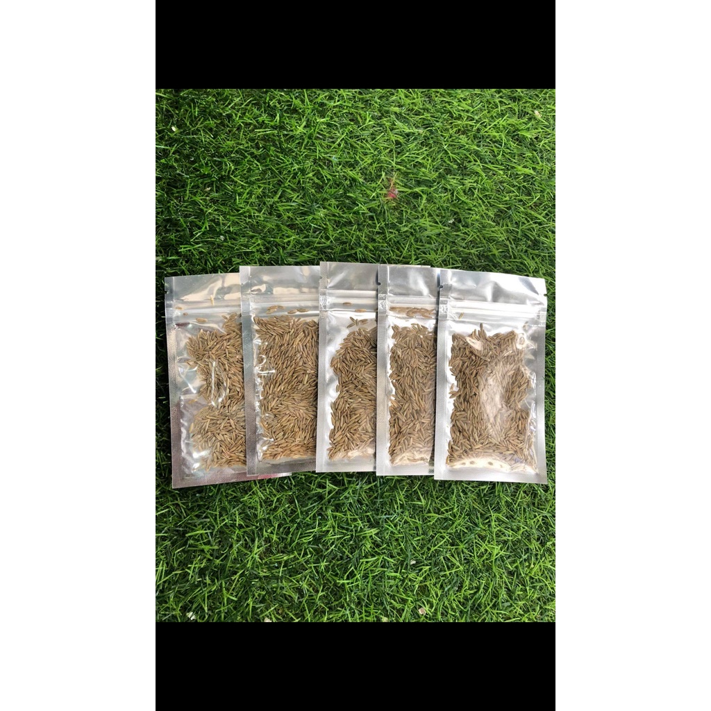 Hạt giống thuỷ sinh