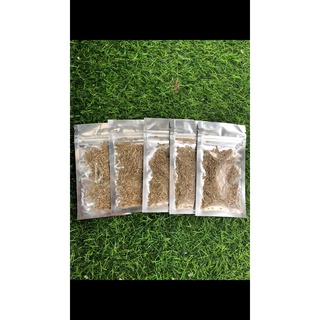 Hạt giống thuỷ sinh ( ngưu mao chiên lùn )