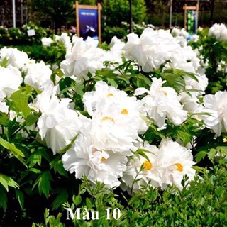 Củ Hoa Mẫu Đơn Cánh Kép(1 củ )