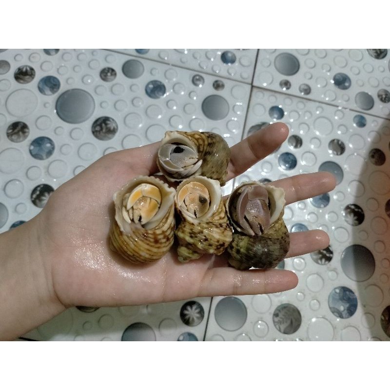 Combo 4 ốc mượn hồn size S