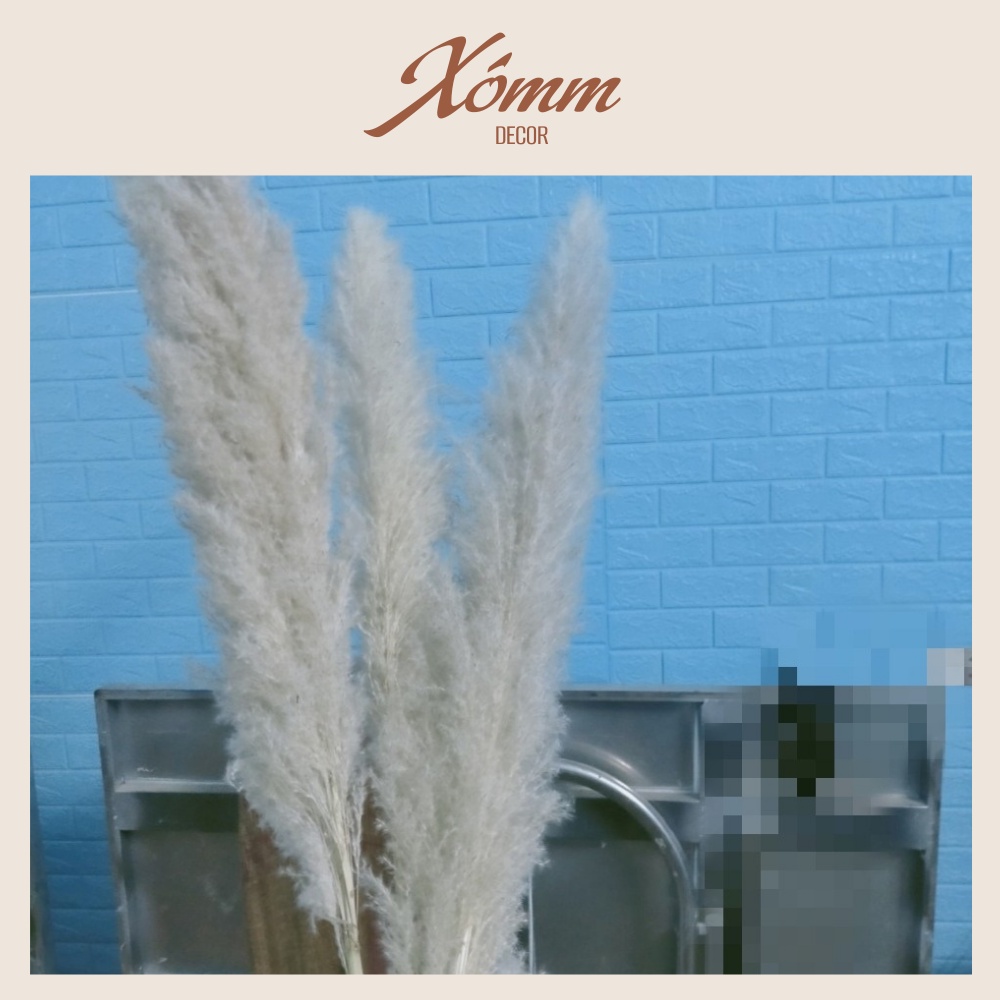 Bông cỏ lau khô, lau xù, hoa khô trang trí decor nhà, spa, để bàn, chụp hình phong cách vintage